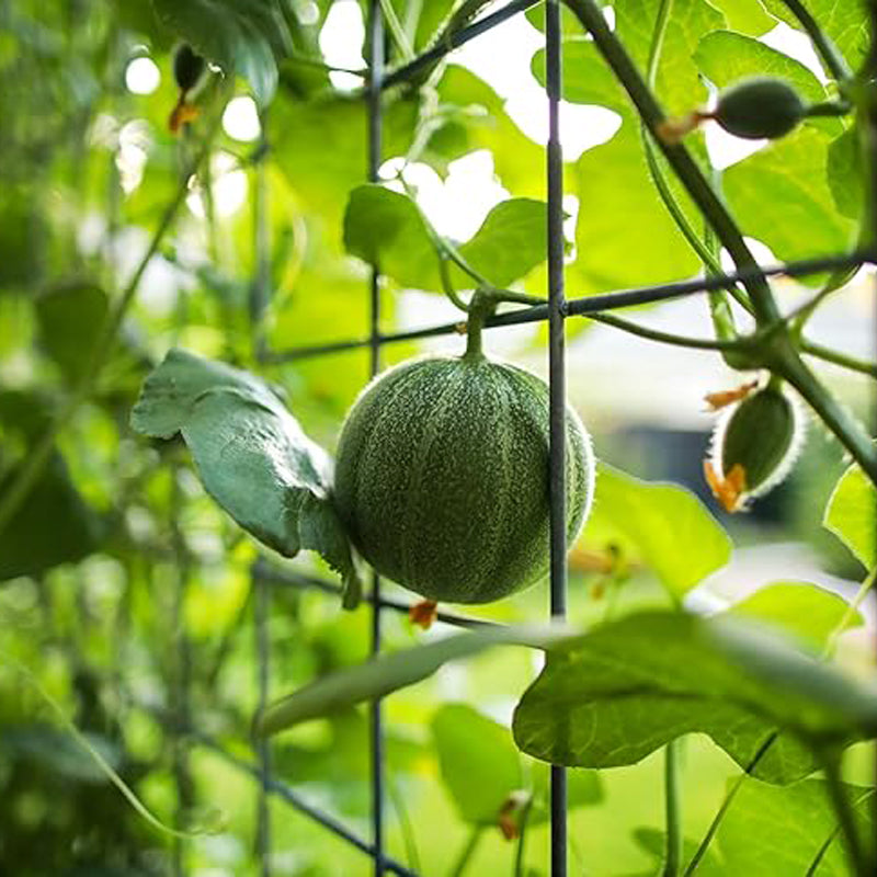 Semillas de melón “Charentais”: melón francés raro y tradicional: melones miniatura que se cosechan en 90 días. Siempre con polinización abierta