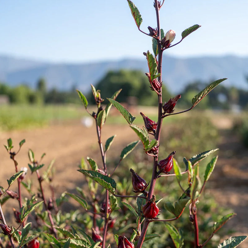 Semillas de flor de hibisco y roselle