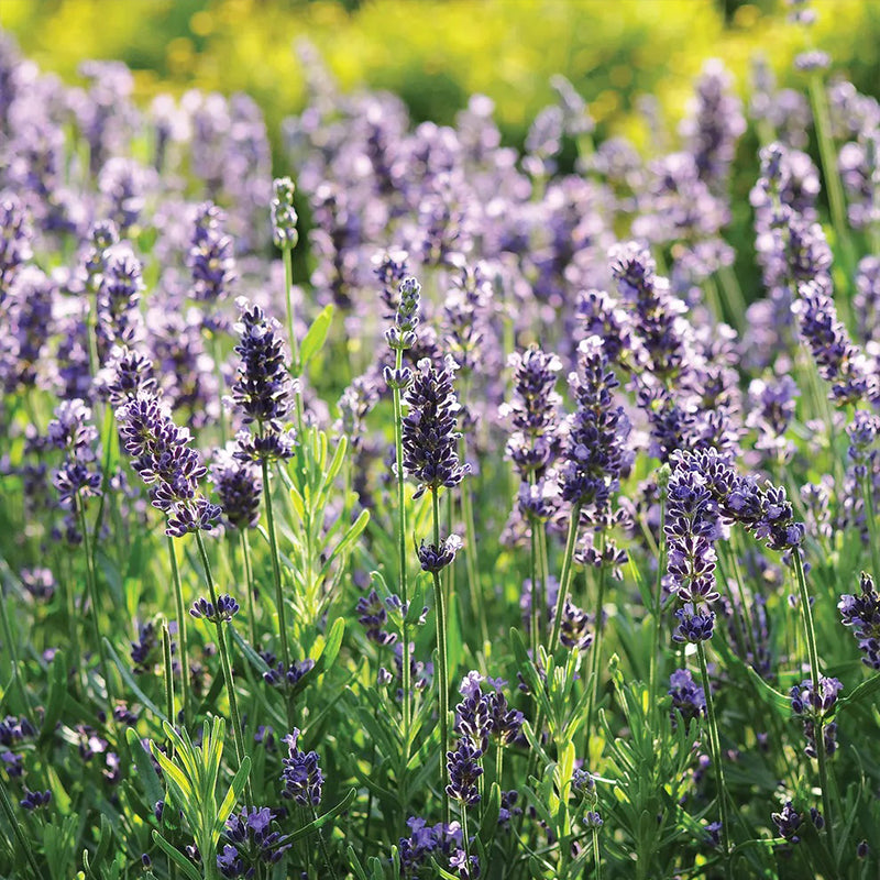 Lavanda, PPAF súper azul