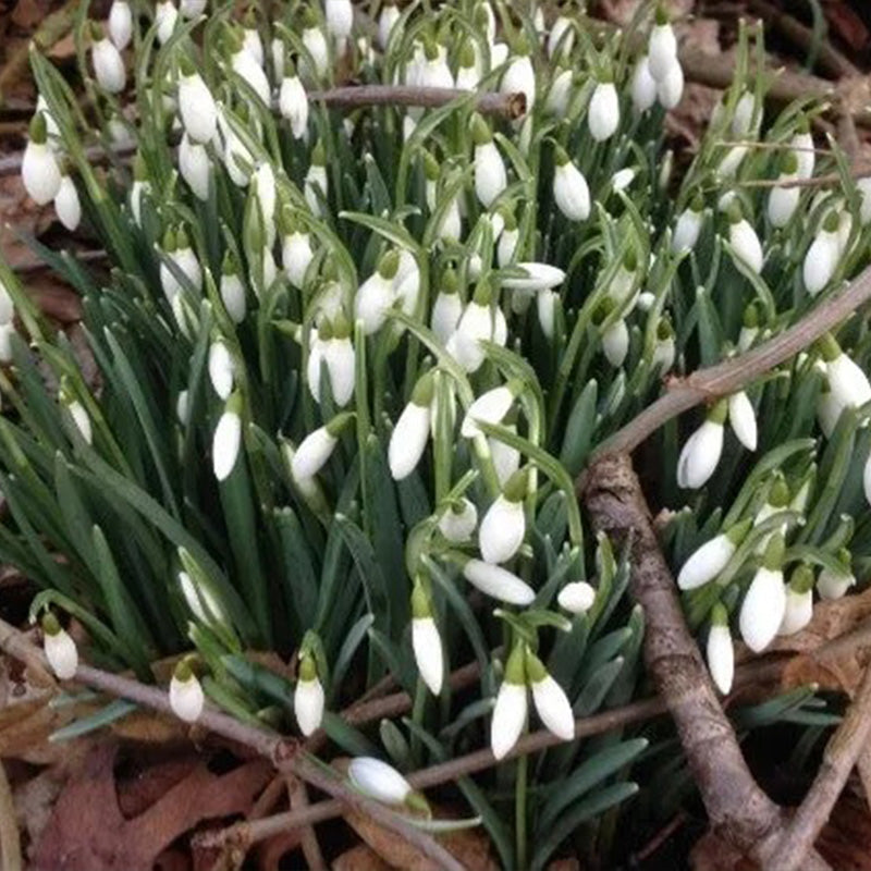 Snowdrop Flower Seeds