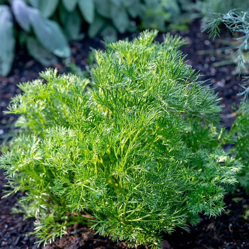 Parsley, Green Dream
