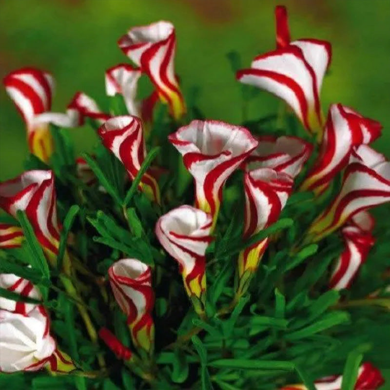 Candy Cane Sorrel Oxalis Versicolor Seeds Garden Flowers