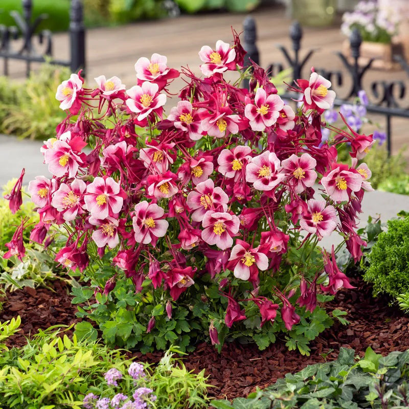 Semillas de flores de pata de gato