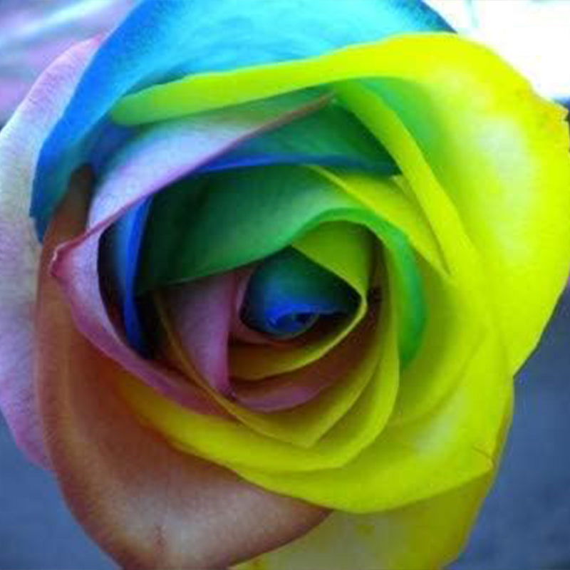 Rare Multi Colorful Rainbow Rose Flower Seeds