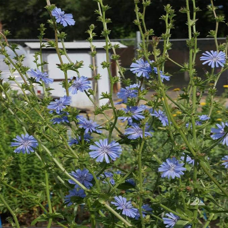 Perennial Chicory Flower Seeds for Planting