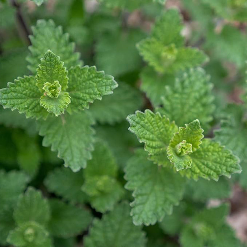 Perennial Nepeta Mussinii Catmint Herb Garden Seeds for Planting