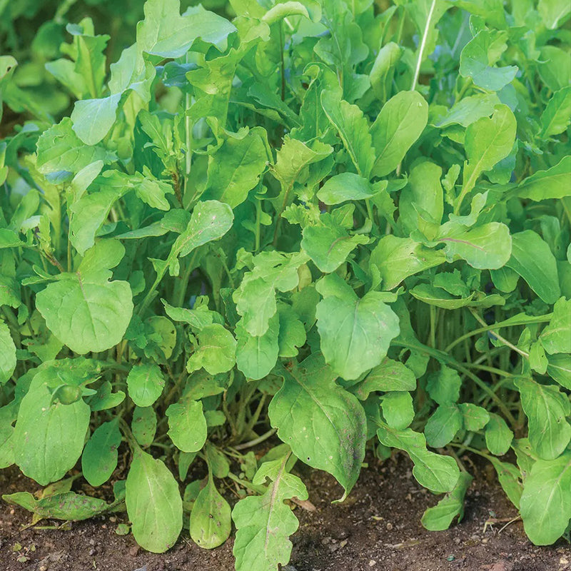 Arugula, Rocket (Roquette)