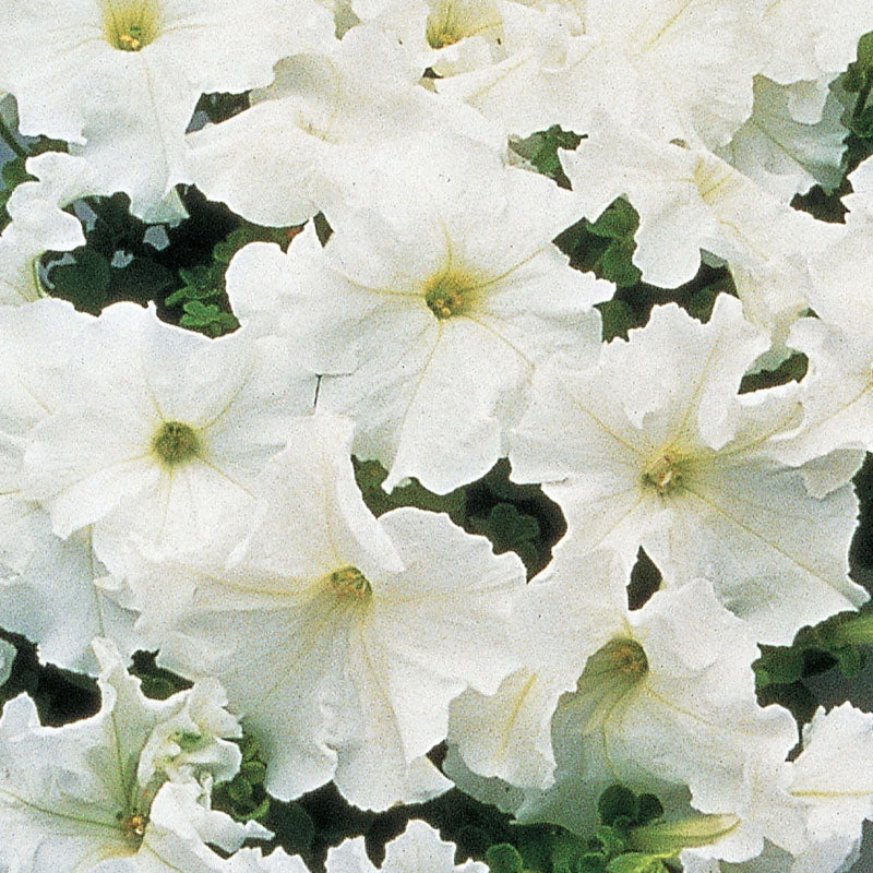 Supercascade White Petunia Seed Selection