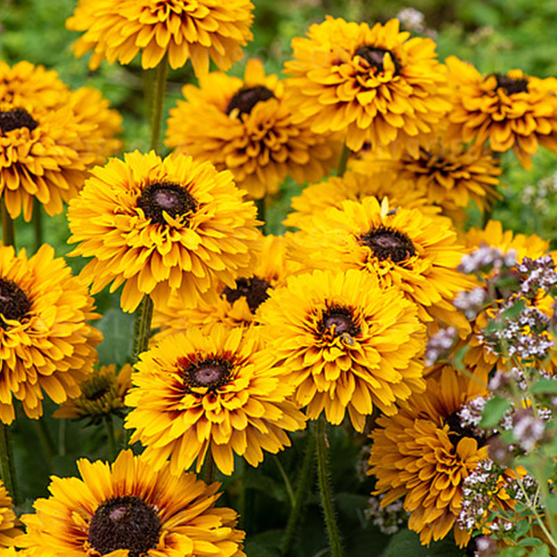 Double Golden Gloriosa Black-Eyed Susan Seeds