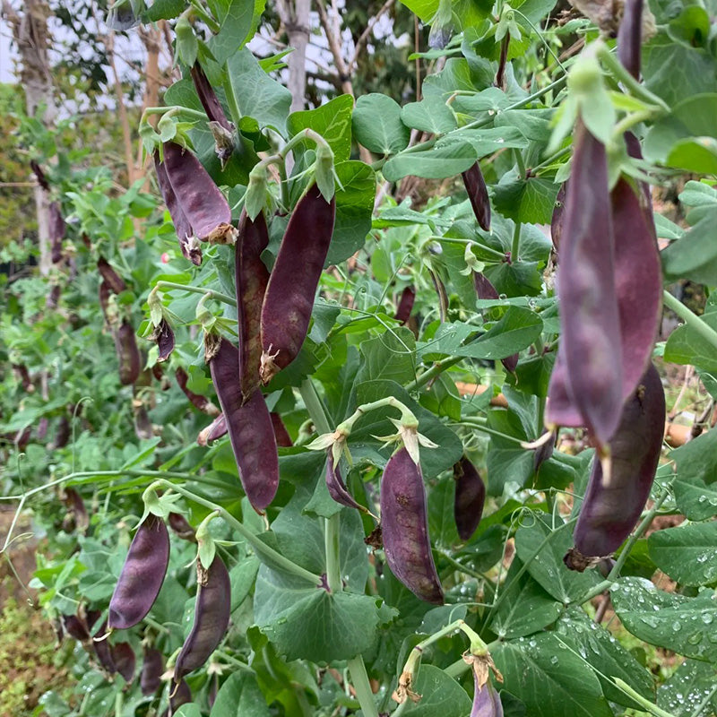 Royal Purple Snow Pea Seeds
