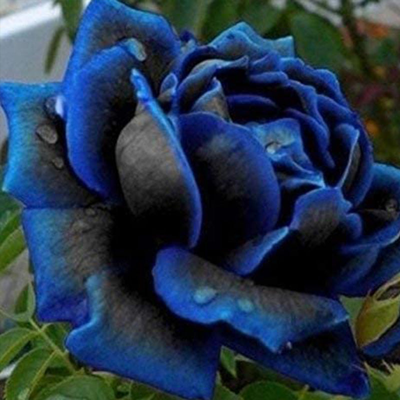 Midnight Supreme Rose Flower Seeds