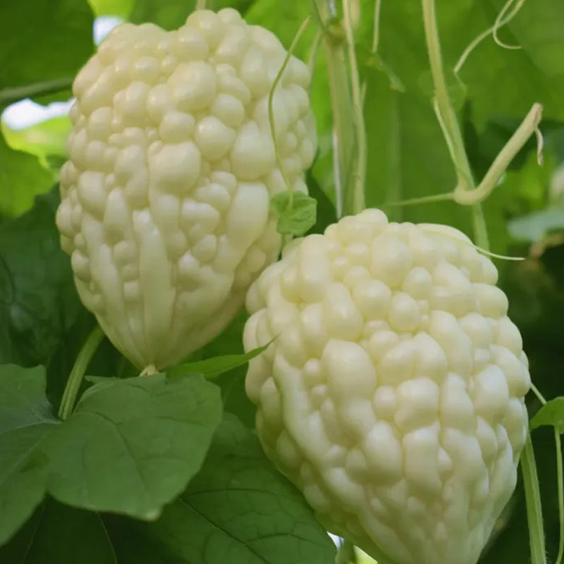 Melón amargo con manzana: ¿lo has probado?