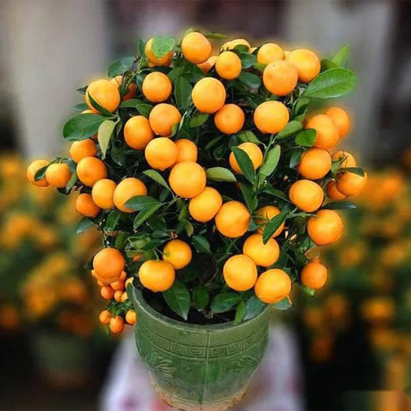 Potted Sugar Tangerine Seeds