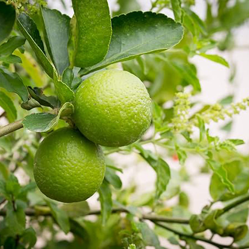 Dwarf Lime Bonsai Tree Seeds for Planting