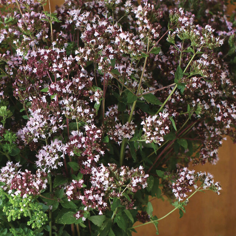 Wild Marjoram Organic Herb Seed