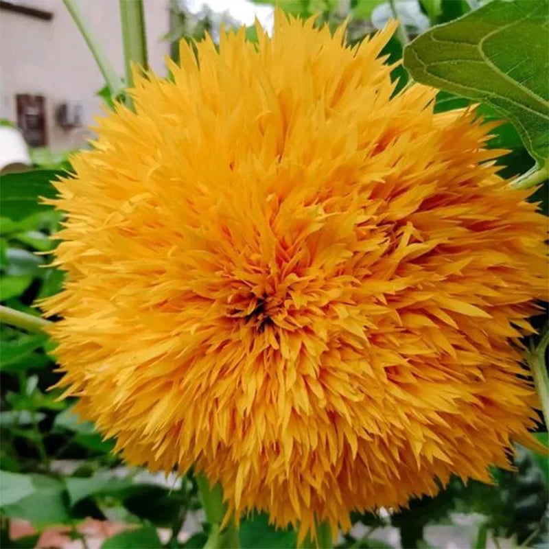 Osito de peluche girasol