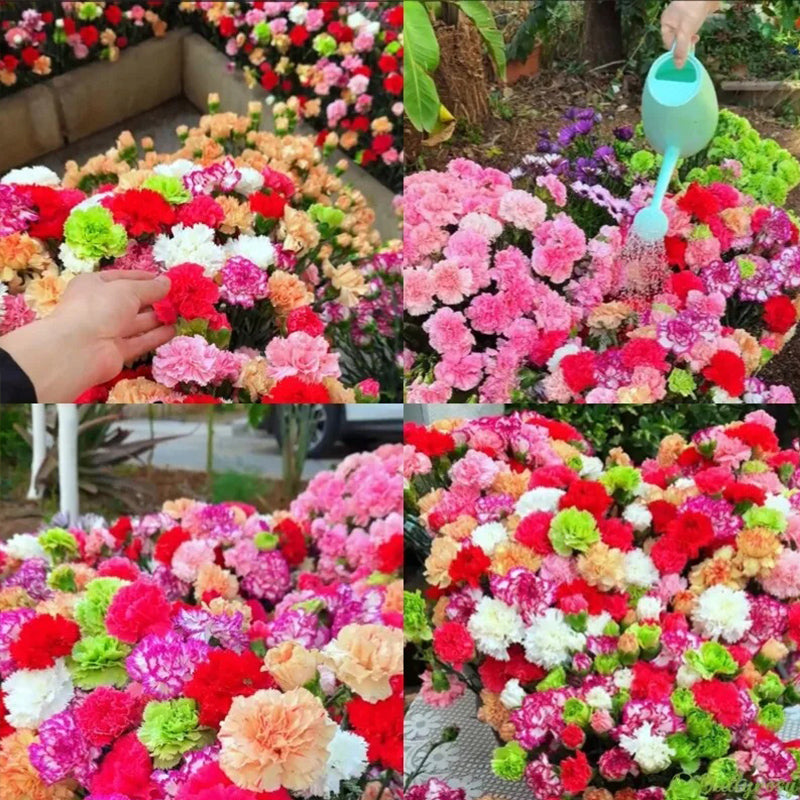 Semillas de clavel mixto de flores dobles