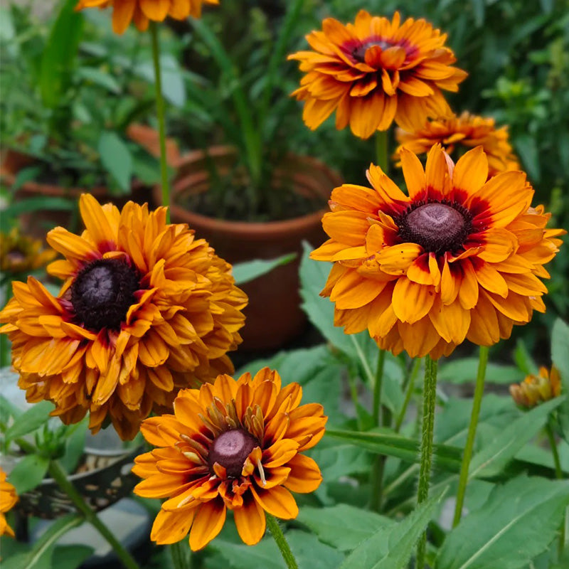 Double Gloriosa Black-Eyed Susan Seeds