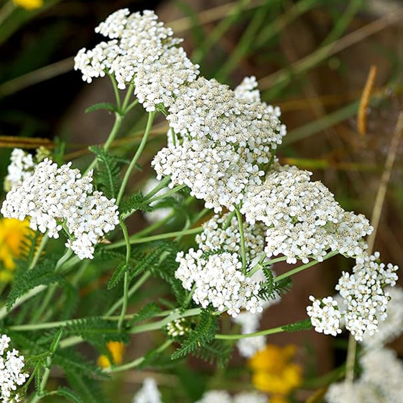 Semillas de milenrama para plantar Semillas de flores blancas para plantar en jardines interiores y exteriores Regalo de jardinería