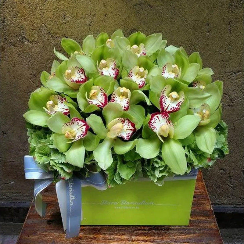 Cymbidium Orchid Seeds-Light Green