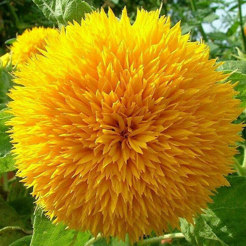 Semillas de girasol para plantarSemillas de girasol con forma de osito de peluche para plantar en huertos familiares