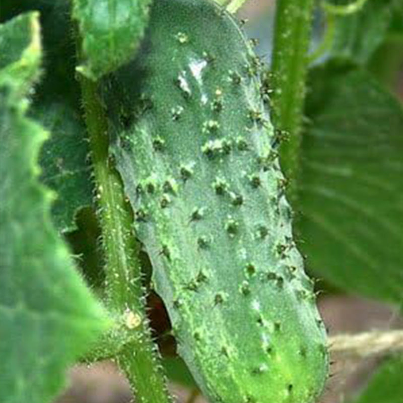 Pepinos encurtidos Boston Excelente verdura