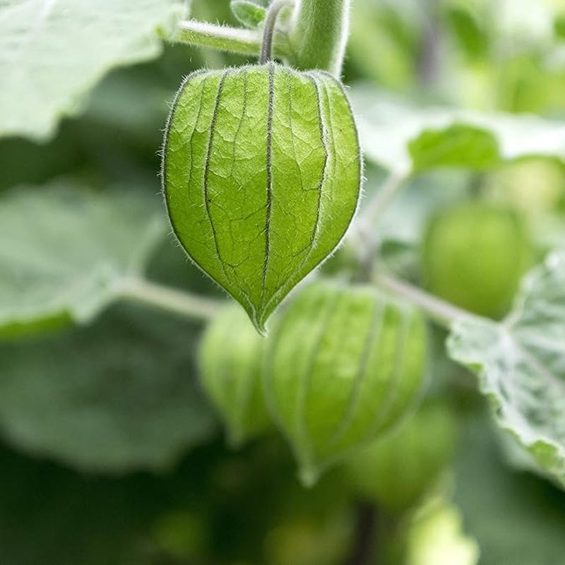 Semillas de la planta de fruta de uchuva perenne Physalis peruviana Uchuva