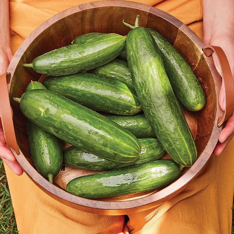 Pepino, híbrido de Bragger