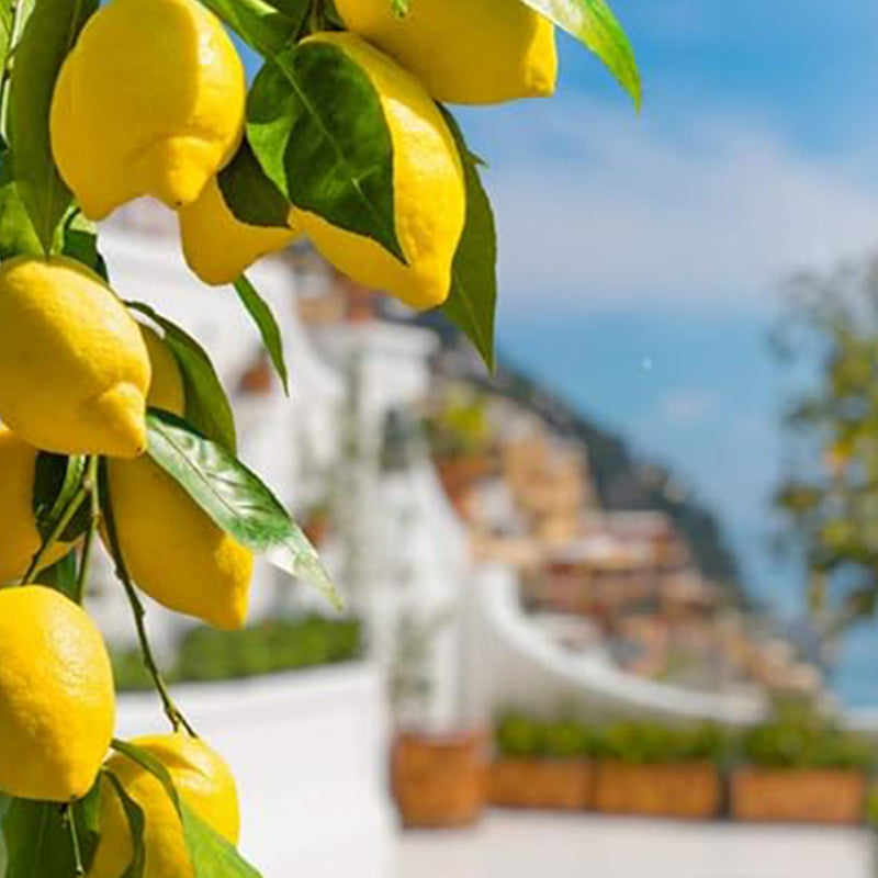 Semillas de limonero enano para bonsái: cultive un delicioso árbol bonsái que dé frutos