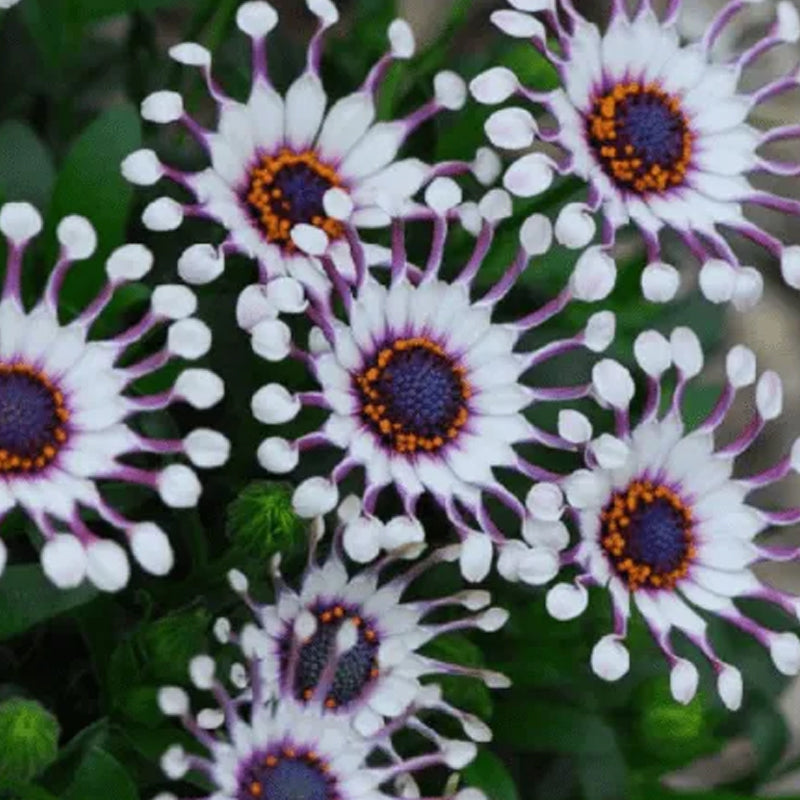 Crisantemo de ojos azules - Peonía blanca de floración duradera
