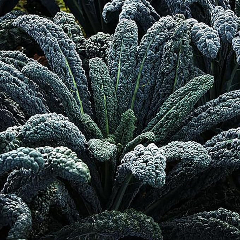 Black Magic Dinosaur Kale Seeds