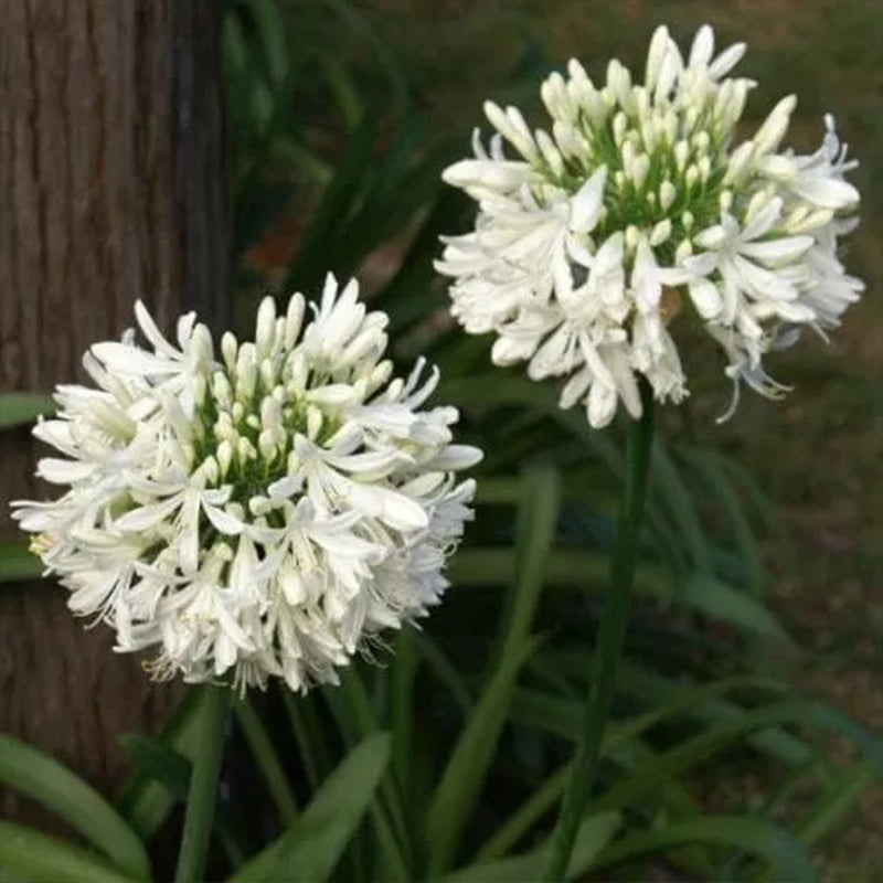 Agapanthus africanus 'Albus'