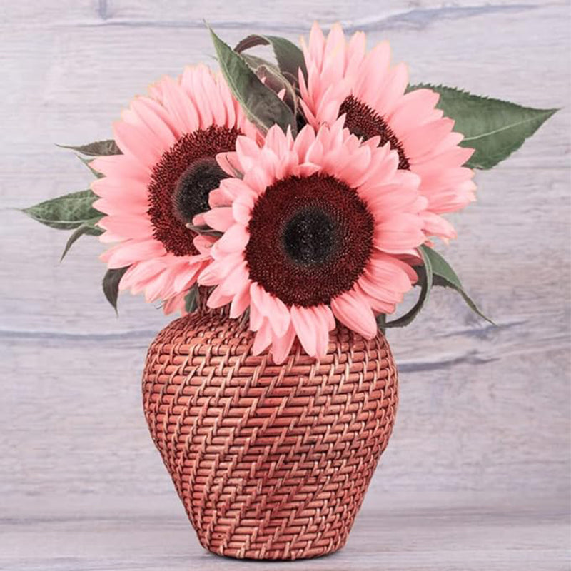 Semillas de girasol rosa para plantar, fáciles de plantar y cultivar, plantas de jardín al aire libre y bonsái Semillas de Helianthus annuus