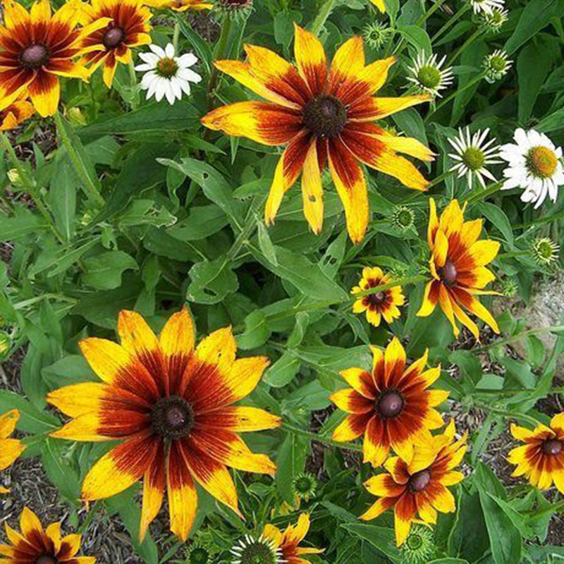 Bicolor Black-Eyed Susan Seeds - Red & Golden Yellow
