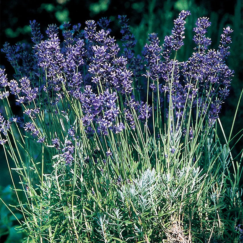 Lavanda, azul provenzal