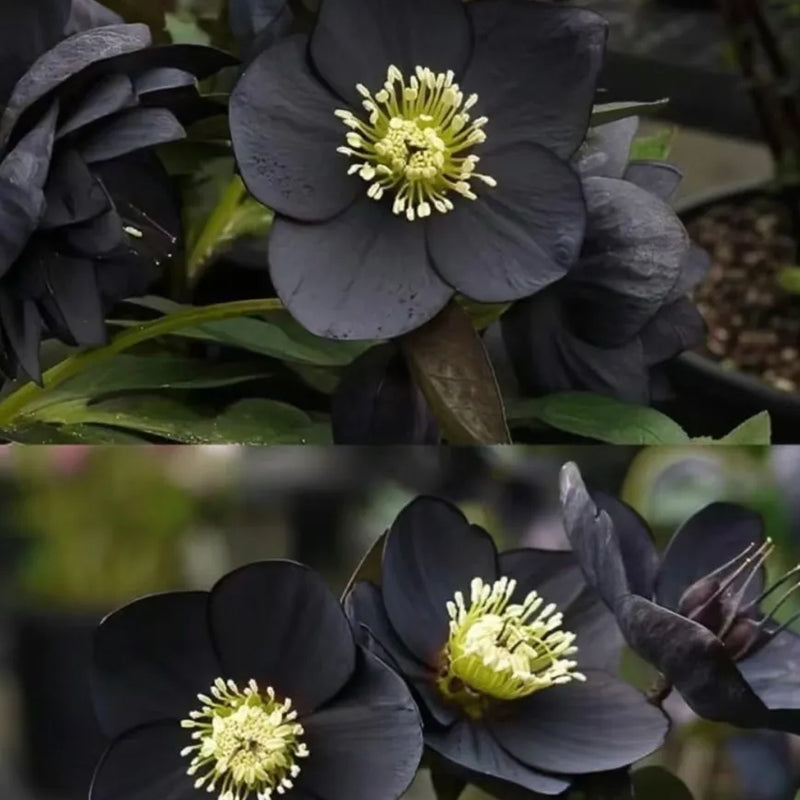 Rosa navideña-Eléboro negro