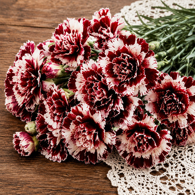 Burgundy & White Picotee Carnation Seeds