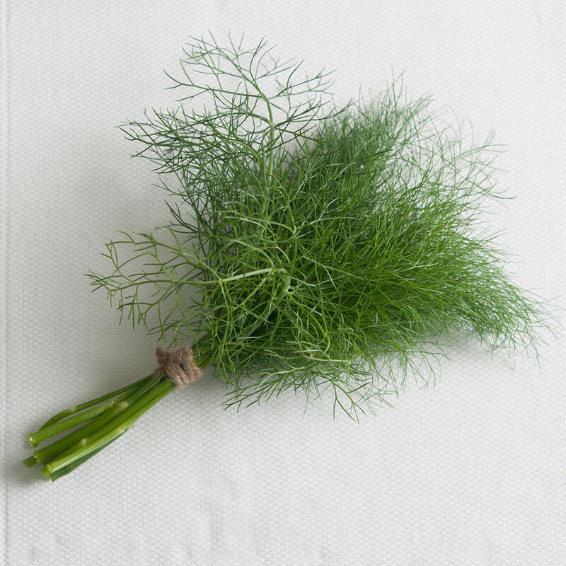 Grosfruchtiger Leaf Fennel Seeds
