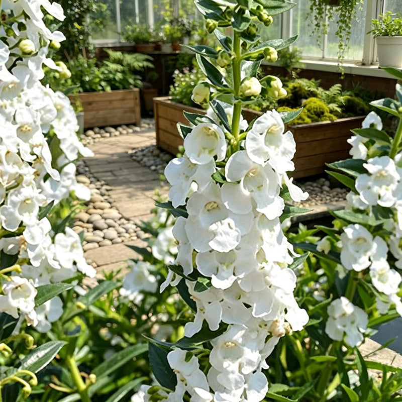 White Summer Snapdragon (Angelonia angustifolia) Seeds