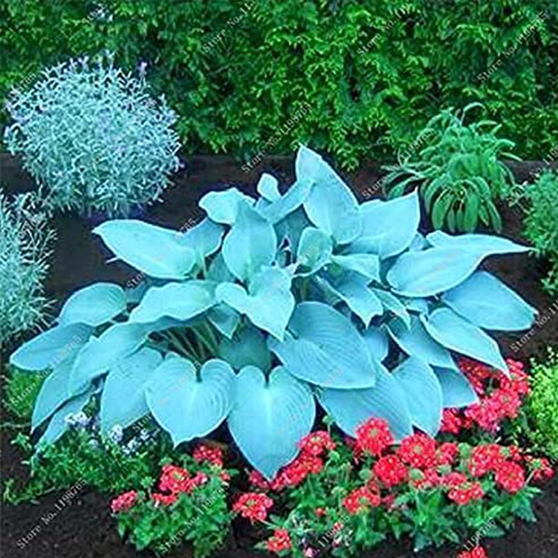Semillas de plantas de mezcla de hostas