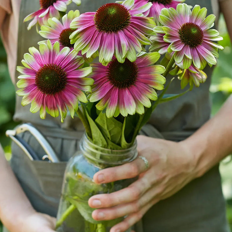 Equinácea, Sandia dulce