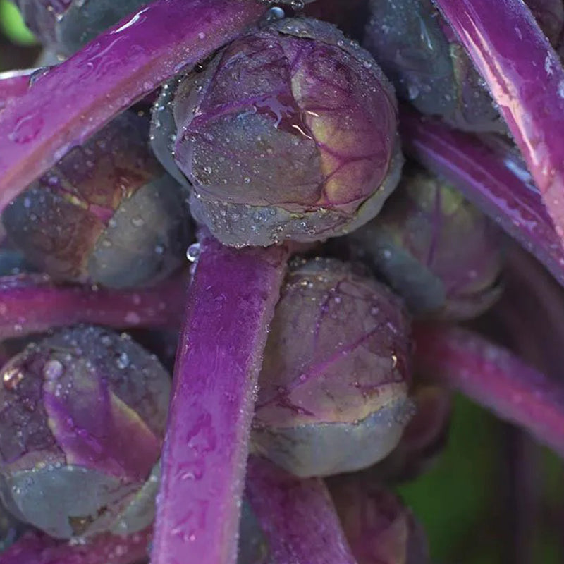 Brussels Sprouts Redarling F1