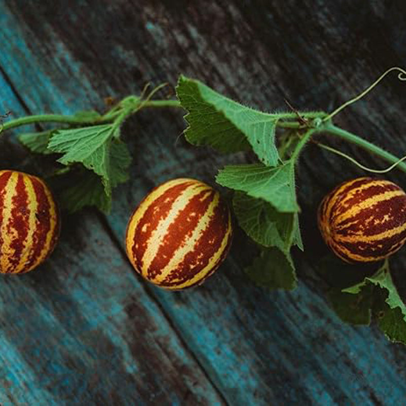 Melón dulce y rico, variedad única de melón rayado, pulpa blanca dulce con sabor a melón