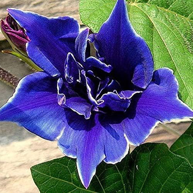 Semillas de flores de enredadera trepadora Ipomoea Nil Morning Glory Blue Picotee anual para plantar