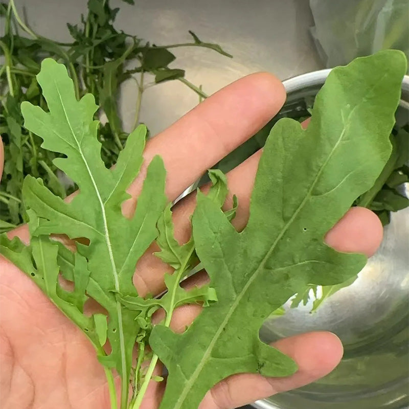 Pizzeria-Style Arugula Seeds