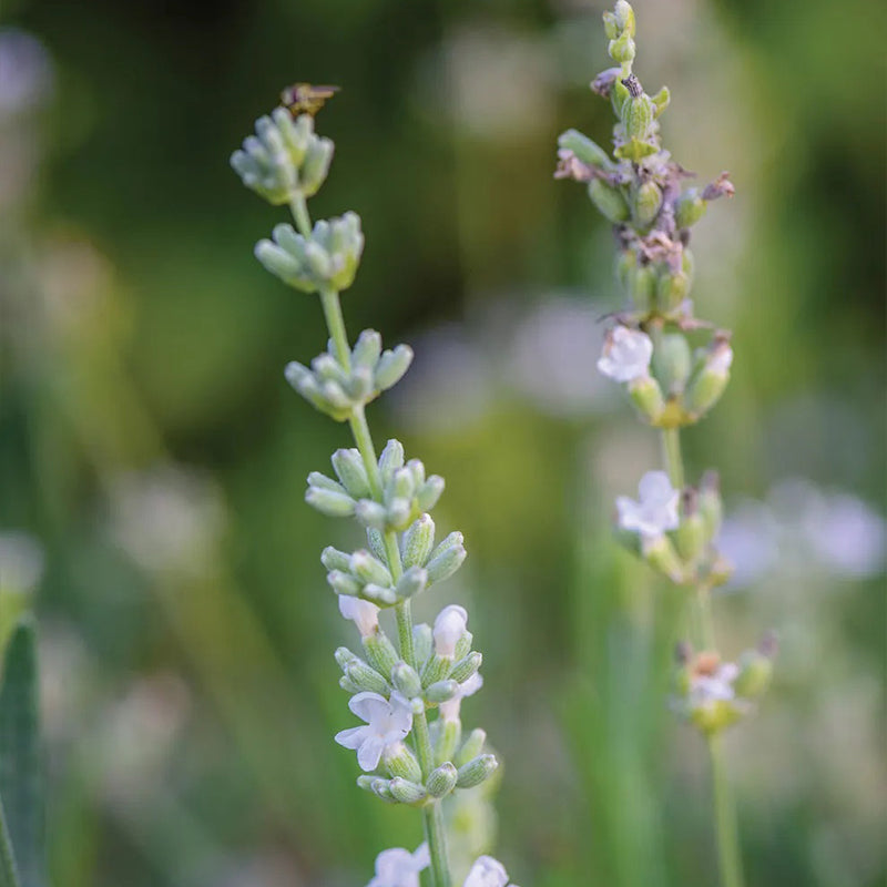 Lavanda, volantes de encaje