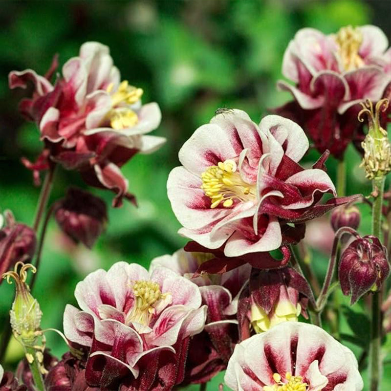 Semillas de Aquilegia doble Semillas de flores de enagua rosa para plantar en el jardín al aire libre Semillas de plantas de flores que atraen abejas