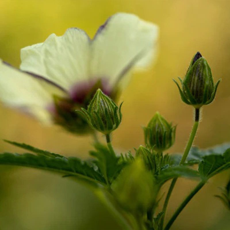 Flower of an Hour (Hibiscus trionum)
