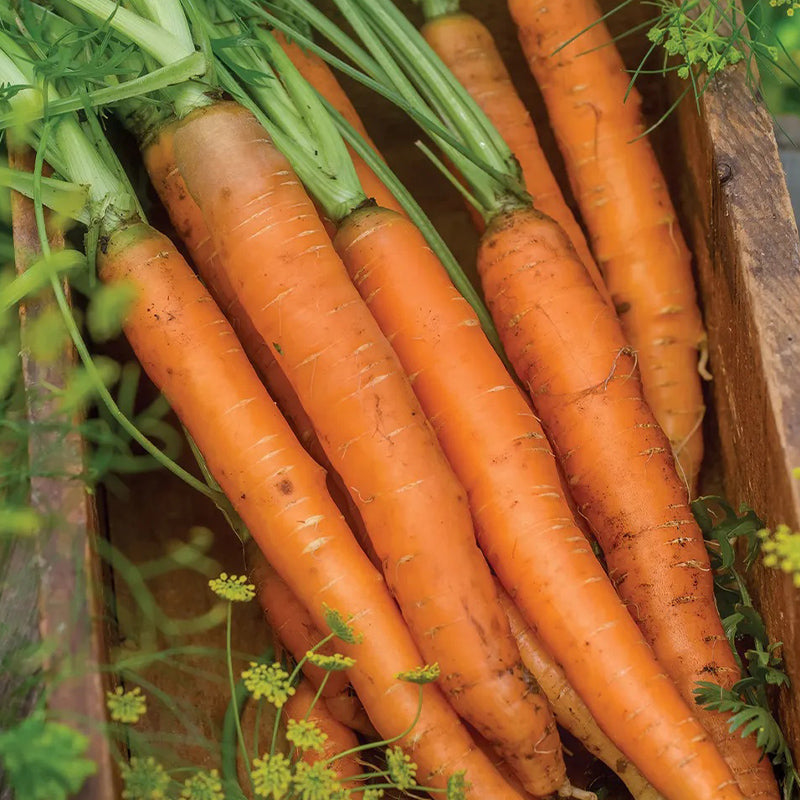 Carrot, Nantes Half Long