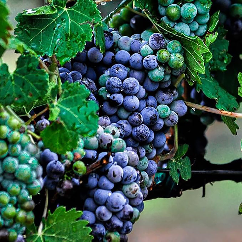 Grape Seeds for Planting Fresh Sweet and Delicious Natural Vine Seeds